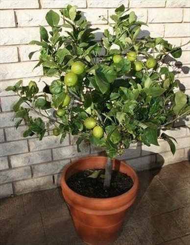 Wholesale Lime Tree's