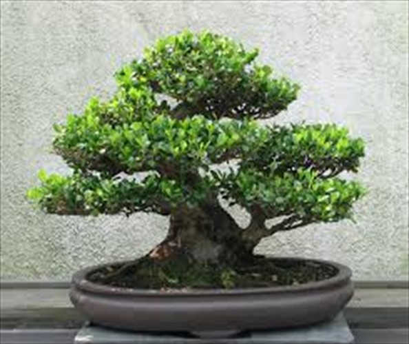 JON'S BONSAI