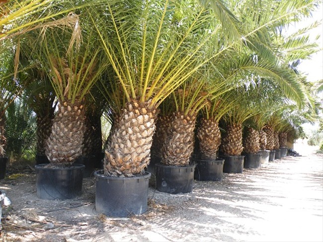 DATE PALMS - YOUNG PLANTS
