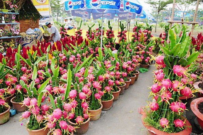 SANPANYA GARDEN SUPPLIES