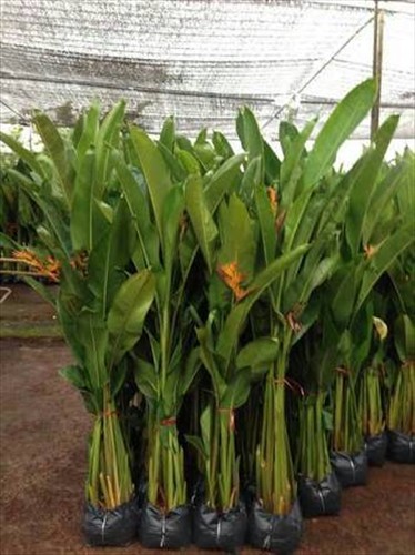 Heliconia latispatha Orange Gyro