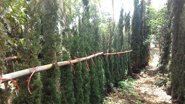 The Rain Tree สนมังกร