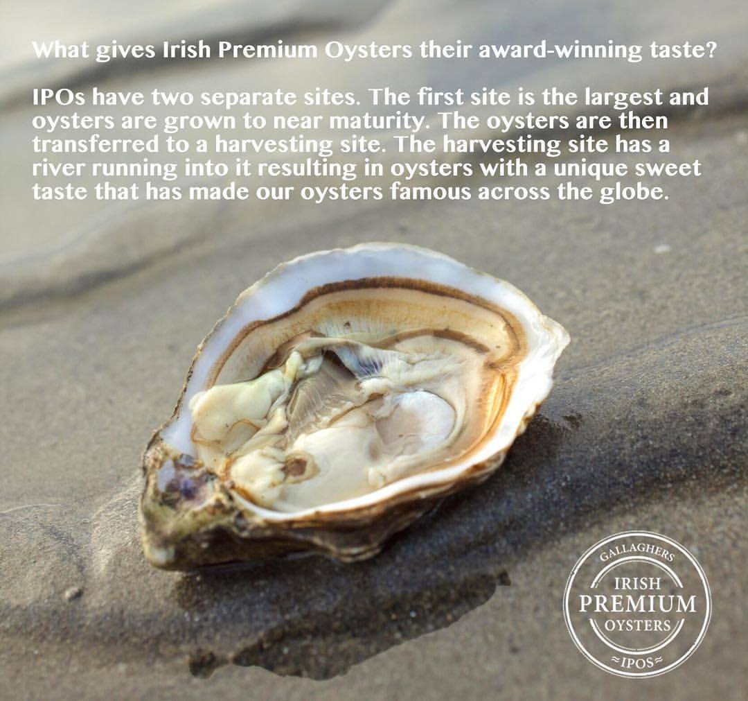 Irish Premium Oysters
